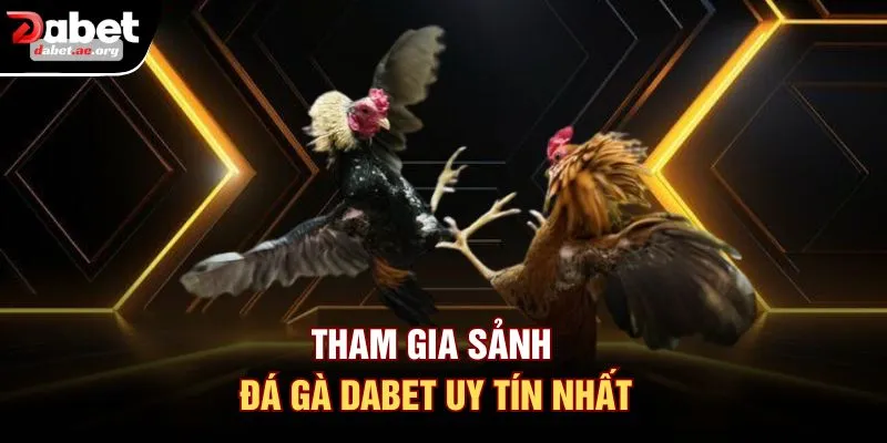 Tham gia sảnh đá gà DABET uy tín nhất